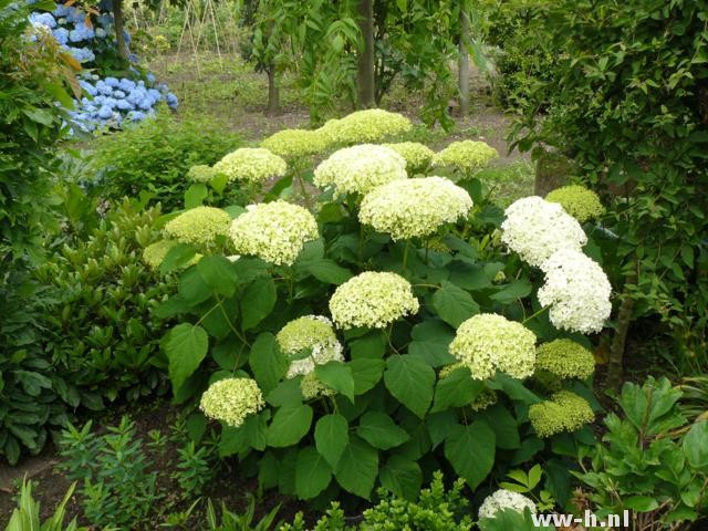 Hydrangea arborescens 'Annabelle' - Klik op de afbeelding om het venster te sluiten