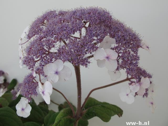 Hydrangea aspera 'Macrophylla' Hydrangea aspera 'Macrophylla'