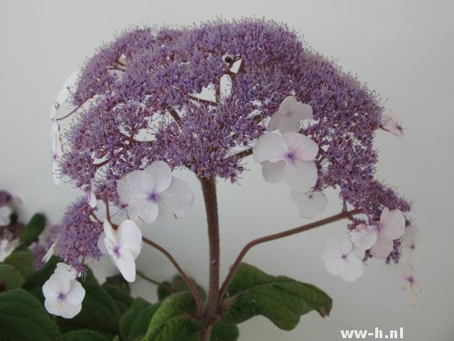 Hydrangea aspera 'Macrophylla' - Klik op de afbeelding om het venster te sluiten