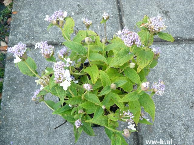 Hydrangea involucrata