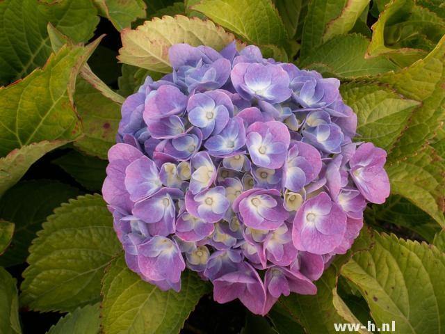 Hydrangea macrophylla 'Bodensee' - Klik op de afbeelding om het venster te sluiten