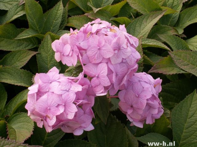 Hydrangea macrophylla 'Bouquet Rose' Hydrangea macrophylla 'Bouquet Rose'