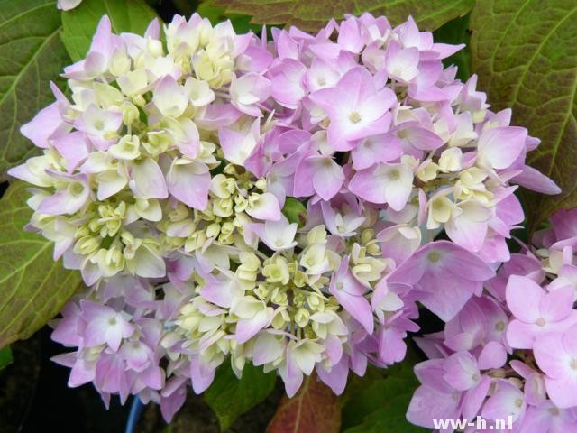 Hydrangea macrophylla ENDLESS SUMMER (='Bailmer'PBR) - Klik op de afbeelding om het venster te sluiten