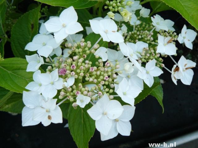 Hydrangea macrophylla 'Lanarth White' - Klik op de afbeelding om het venster te sluiten