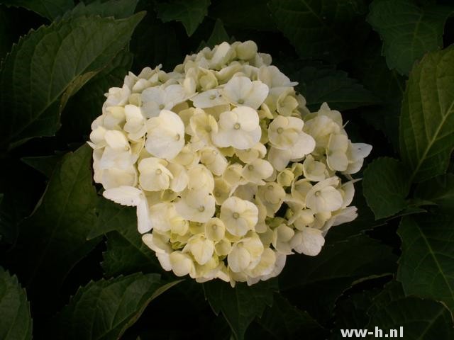 Hydrangea macrophylla 'Mme E. Mouill - Klik op de afbeelding om het venster te sluiten