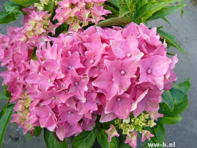 Hydrangea macrophylla 'Pia' Hydrangea macrophylla 'Pia'