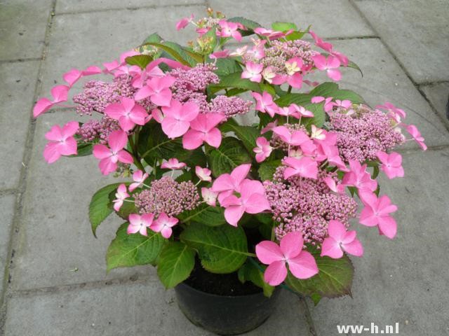 Hydrangea macrophylla 'Selina'