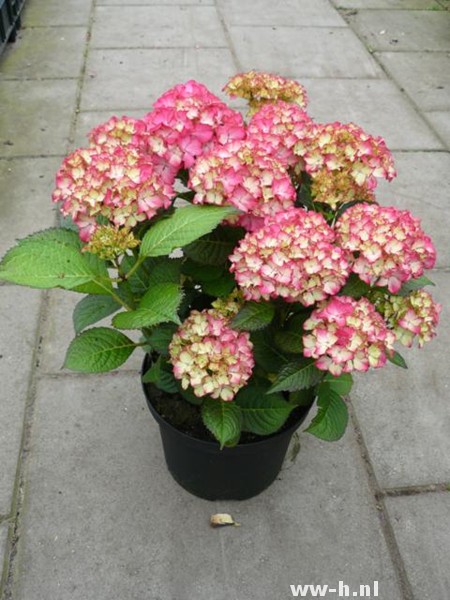 Hydrangea macrophylla 'Selma' PBR Hydrangea macrophylla 'Selma' PBR