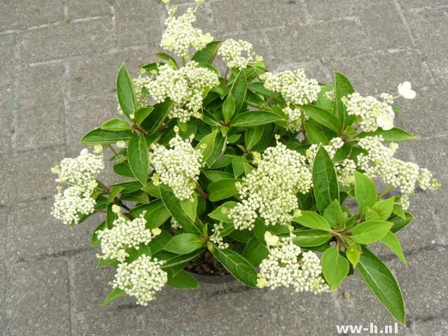 Hydrangea paniculata 'Dharuma' - Klik op de afbeelding om het venster te sluiten