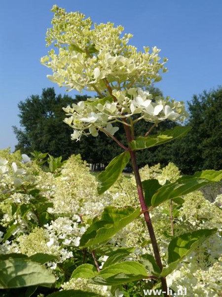 Hydrangea paniculata 'Grandiflora'