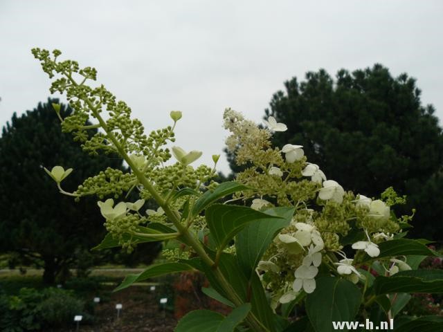 Hydrangea paniculata 'Kyushu'