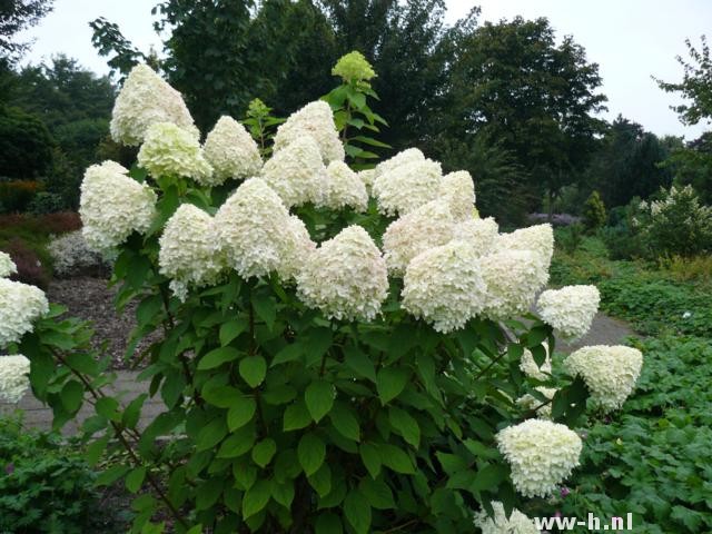 Hydrangea paniculata 'Limelight'