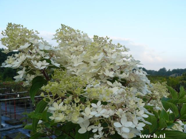 Hydrangea paniculata 'Phantom' - Klik op de afbeelding om het venster te sluiten