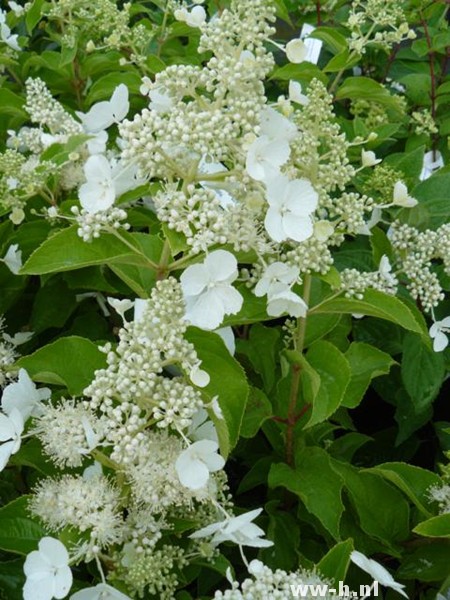 Hydrangea paniculata 'Pink Lady'