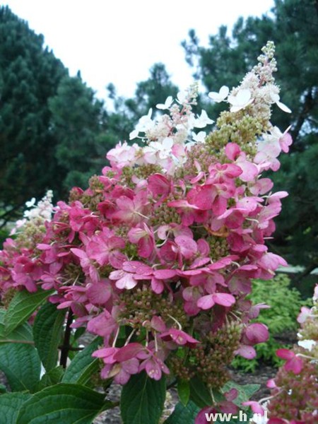 Hydrangea paniculata 'PINKY WINKY'