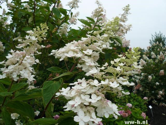 Hydrangea paniculata 'Tardiva' - Klik op de afbeelding om het venster te sluiten