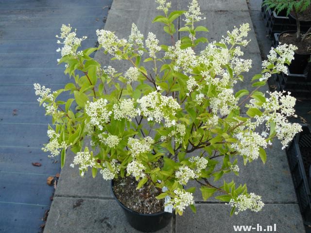 Hydrangea paniculata 'Tender Rose'