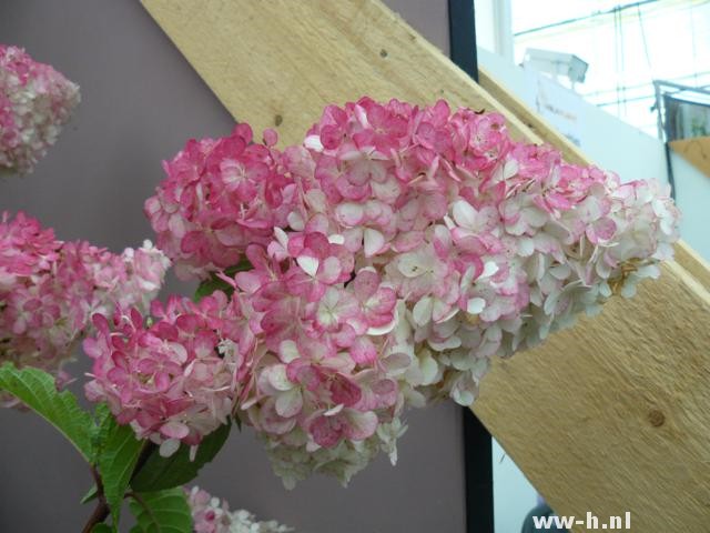 Hydrangea paniculata 'VANILLE FRAISE' ( = 'Renhy' )