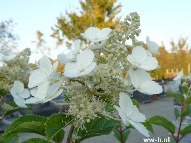 Hydrangea paniculata 'White Lady' - Klik op de afbeelding om het venster te sluiten