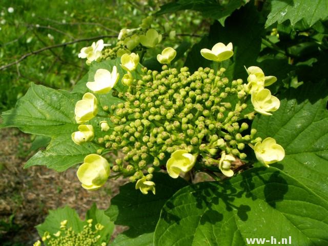 Hydrangea quercifolia