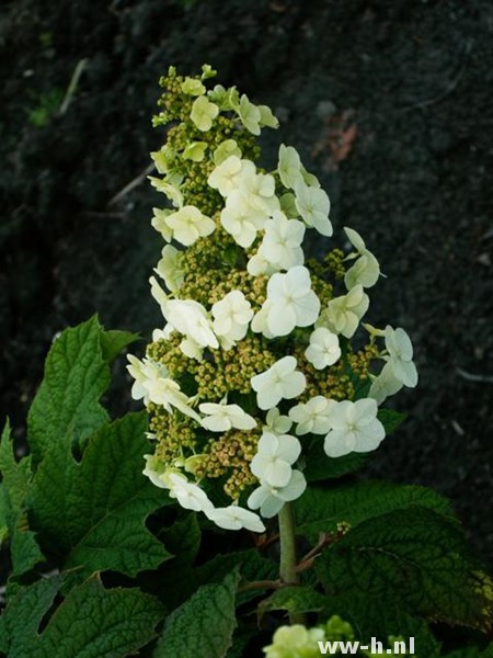 Hydrangea quercifolia 'Snowflake' - Klik op de afbeelding om het venster te sluiten