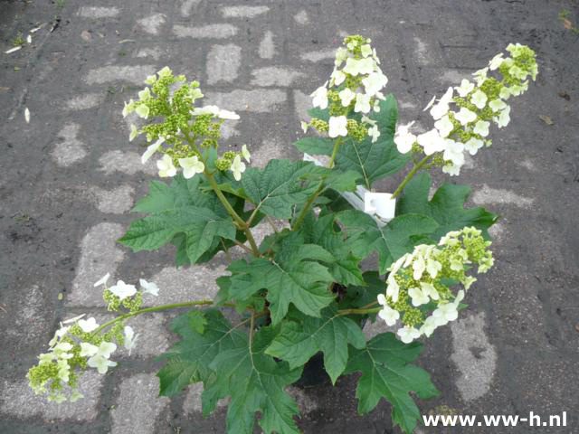 Hydrangea quercifolia - Klik op de afbeelding om het venster te sluiten