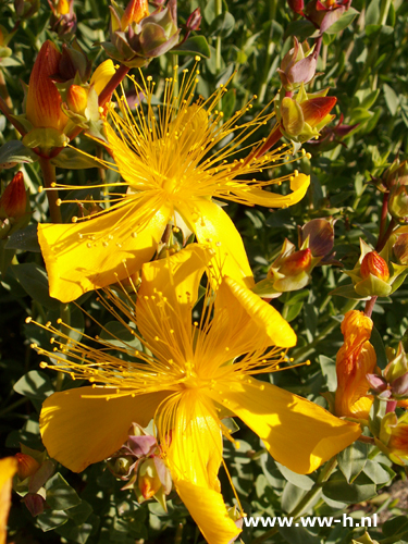 Hypericum olympicum - Klik op de afbeelding om het venster te sluiten