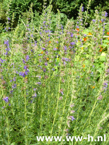 Hyssopus officinalis - Klik op de afbeelding om het venster te sluiten