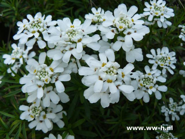 Iberis sempervirens - Klik op de afbeelding om het venster te sluiten