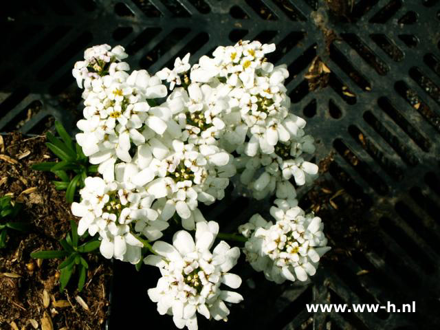 Iberis sempervirens