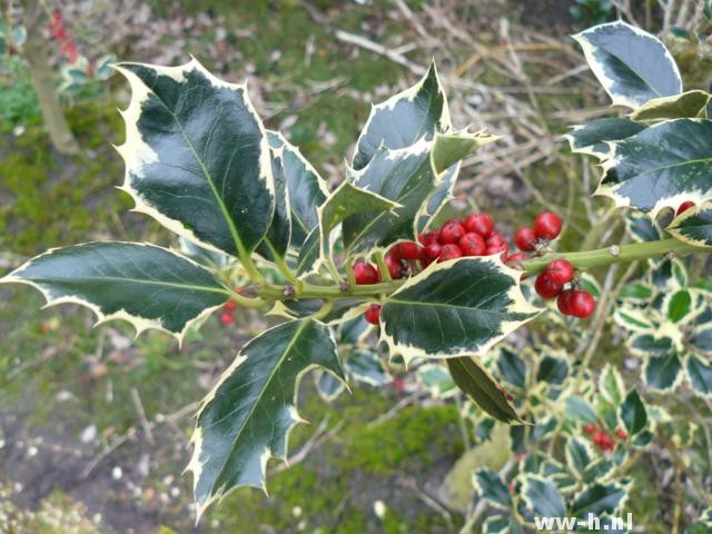 Ilex aquifolium 'Argentea Marginata'