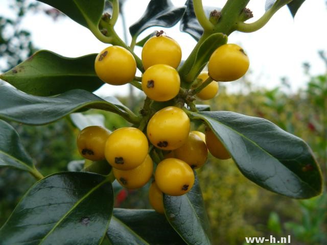 Ilex aquifolium 'Bacciflava'