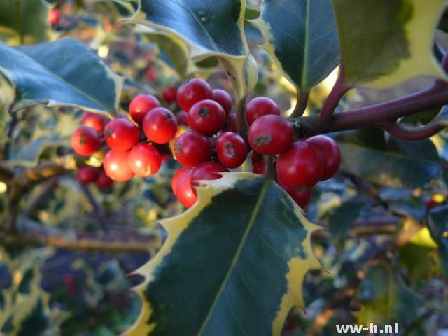 Ilex aquifolium 'Madame Briot'