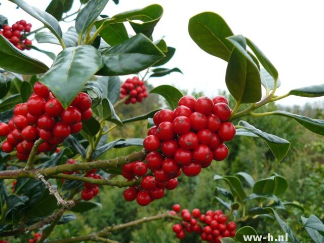 Ilex aquifolium 'J.C. van Tol' Ilex aquifolium 'J.C. van Tol'