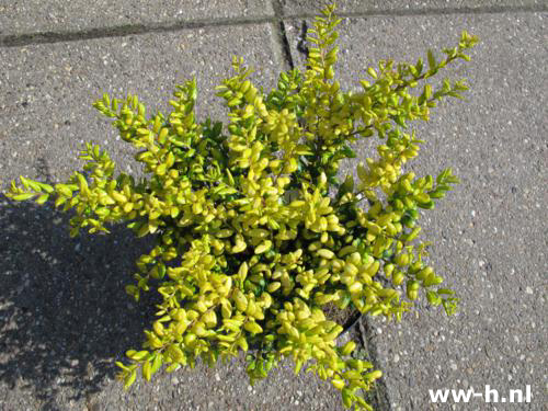 Ilex crenata 'Convexed Gold' Pot 2 L 5,99