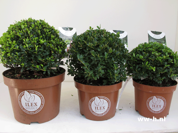 Buxus en vervangers