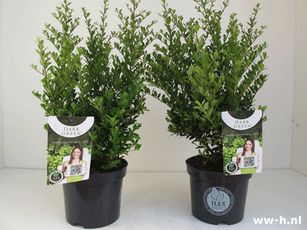 Ilex crenata DARK GREEN ( 'Icoprins) P9 1,60 - Klik op de afbeelding om het venster te sluiten