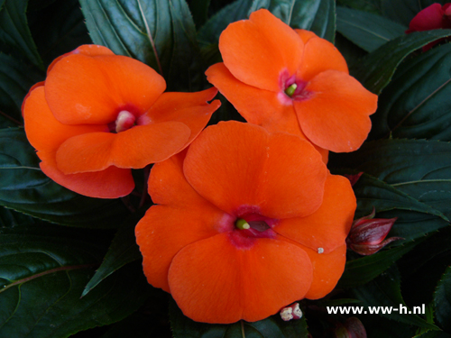 Impatiens New Guinea Hybrids oranje Vlijtig liesje - Klik op de afbeelding om het venster te sluiten