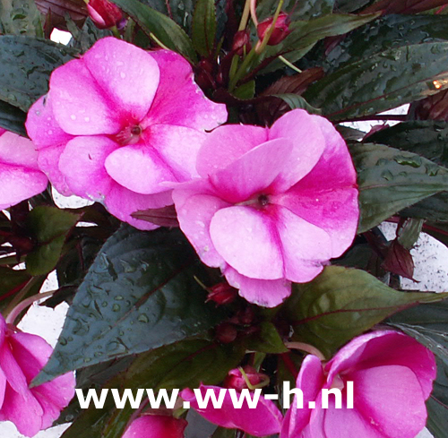 Impatiens New Guinea Hybrids paars-rose Vlijtig liesje - Klik op de afbeelding om het venster te sluiten