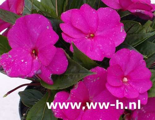 Impatiens New Guinea Hybrids paars Vlijtig liesje