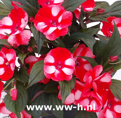 Impatiens New Guinea Hybrids rood-wit Vlijtig liesje - Klik op de afbeelding om het venster te sluiten