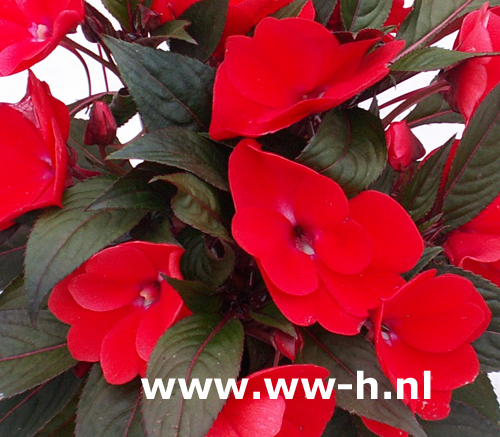 Impatiens New Guinea Hybrids rood Vlijtig liesje