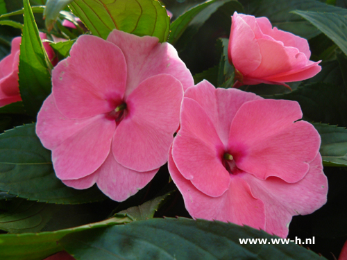 Impatiens New Guinea Hybrids rose Vlijtig liesje - Klik op de afbeelding om het venster te sluiten