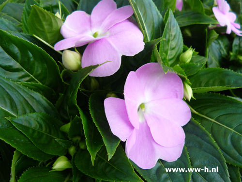 Impatiens New Guinea Hybrids violet Vlijtig liesje - Klik op de afbeelding om het venster te sluiten