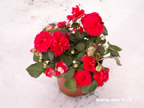 Impatiens Walleriana gevuld Rood - Klik op de afbeelding om het venster te sluiten