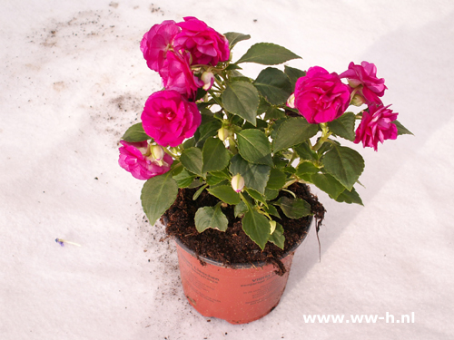 Impatiens walleriana gem. ( syn. I. sultanii ) vlijtig liesje - Klik op de afbeelding om het venster te sluiten