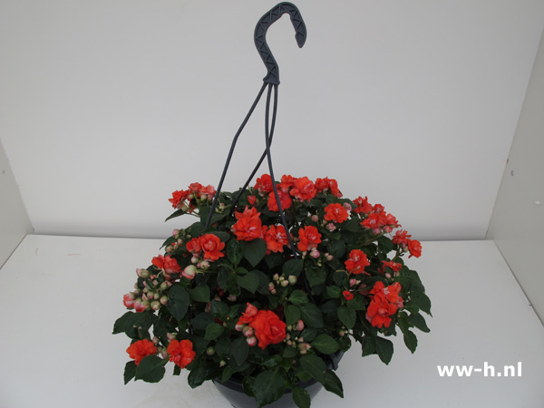 Impatiens walleriana gevuld rose