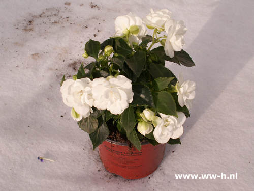 Impatiens walleriana gem. ( syn. I. sultanii ) vlijtig liesje - Klik op de afbeelding om het venster te sluiten