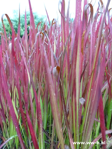 Imperata cylindrica 'Red Baron' - Klik op de afbeelding om het venster te sluiten