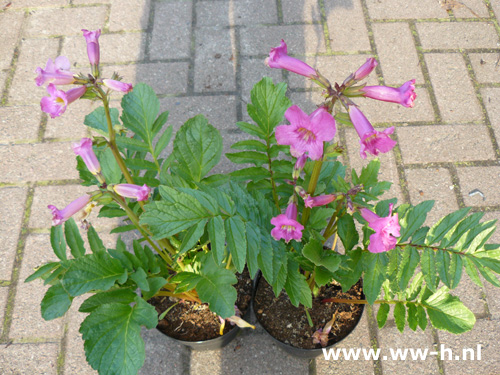 Incarvillea delavayi